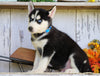 AKC Registered Siberian Husky For Sale Millersburg, OH Male- Jordon
