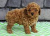 ACA Registered Miniature Poodle For Sale Millersburg, OH Male- Javin