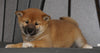 AKC Registered Shiba Inu For Sale Millersburg, OH Female- Jenny