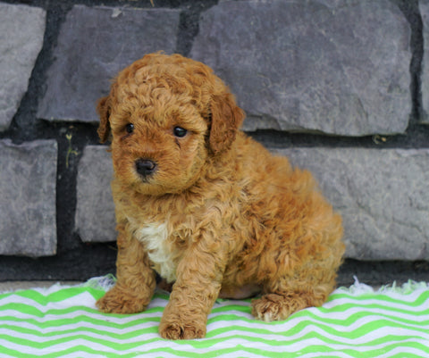 ACA Registered Miniature Poodle For Sale Millersburg, OH Male- Jax