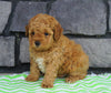 ACA Registered Miniature Poodle For Sale Millersburg, OH Male- Jax
