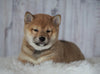 AKC Registered Shiba Inu For Sale Millersburg, OH Female- Roxie