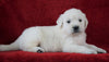 AKC Registered English Cream Golden Retriever For Sale Fredericksburg, OH Female- Abby
