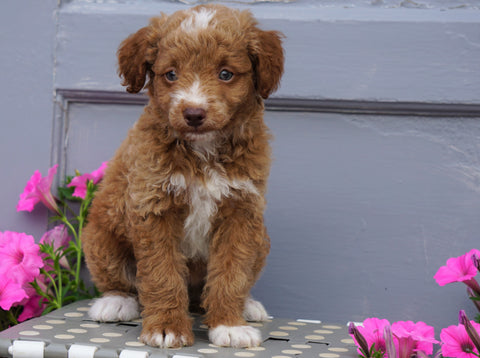 Mini Aussiedoodle For Sale Wooster, OH Male- Blaze