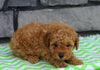 ACA Registered Miniature Poodle For Sale Millersburg, OH Male- Jax