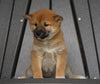 AKC Registered Shiba Inu For Sale Millersburg, OH Female- Jenny