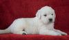AKC Registered English Cream Golden Retriever For Sale Fredericksburg, OH Female- Abby