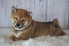 AKC Registered Shiba Inu For Sale Millersburg, OH Female- Roxie