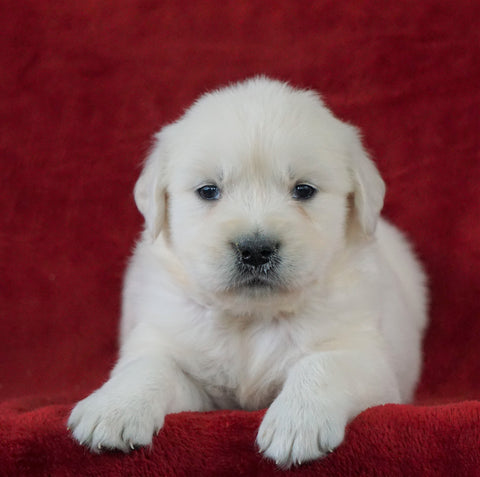AKC Registered English Cream Golden Retriever For Sale Fredericksburg, OH Female- Abby