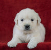 AKC Registered English Cream Golden Retriever For Sale Fredericksburg, OH Female- Abby