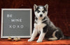 Siberian Husky For Sale Holmesville, OH Female - Oliva