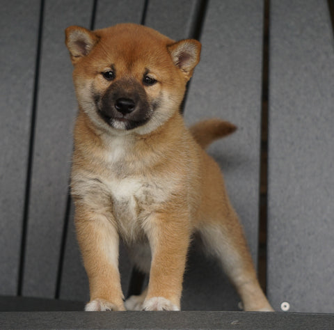 AKC Registered Shiba Inu For Sale Millersburg, OH Female- Jenny