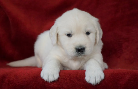 AKC Registered English Cream Golden Retriever For Sale Fredericksburg, OH Male- Arrow