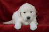 AKC Registered English Cream Golden Retriever For Sale Fredericksburg, OH Male- Arrow