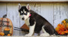 AKC Registered Siberian Husky For Sale Millesburg, OH Female- Dixie