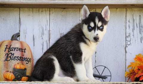 AKC Registered Siberian Husky For Sale Millesburg, OH Female- Dixie