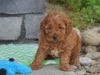 Cockapoo For Sale Millersburg, OH Female- Jenna