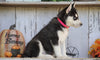 AKC Registered Siberian Husky For Sale Millesburg, OH Female- Dixie