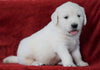AKC Registered English Cream Golden Retriever For Sale Fredericksburg, OH Male- Arrow