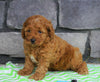 Cockapoo For Sale Millersburg, OH Female- Jenna