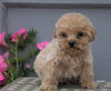 Mini Aussiedoodle For Sale Wooster, OH Male- Carter
