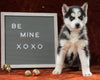 Siberian Husky For Sale Holmesville, OH Female - Oliva