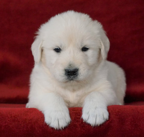 AKC Registered English Cream Golden Retriever For Sale Fredericksburg, OH Male- Beamer