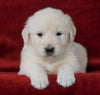 AKC Registered English Cream Golden Retriever For Sale Fredericksburg, OH Male- Beamer