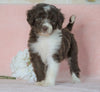 Aussiedoodle For Sale Baltic, OH Female- Barbie