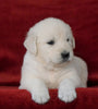 AKC Registered English Cream Golden Retriever For Sale Fredericksburg, OH Male- Beamer
