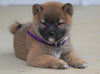 AKC Registered Shiba Inu For Sale Dundee, OH Female- Mindy
