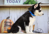 AKC Registered Siberian Husky For Sale Millersburg, OH Male- Max