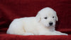 AKC Registered English Cream Golden Retriever For Sale Fredericksburg, OH Male- Beamer