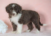 Aussiedoodle For Sale Baltic, OH Female- Barbie