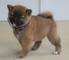 AKC Registered Shiba Inu For Sale Dundee, OH Female- Mindy