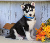 AKC Registered Siberian Husky For Sale Millersburg, OH Male- Max