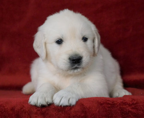 AKC Registered English Cream Golden Retriever For Sale Fredericksburg, OH Male- Miles
