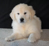 AKC English Creme Golden Retriever For Sale Fredericksburg, OH Male - Buster