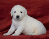 AKC Registered English Cream Golden Retriever For Sale Fredericksburg, OH Male- Miles