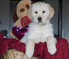 AKC Registered Golden Retrievers For Sale Shreve, OH Male - Tucker