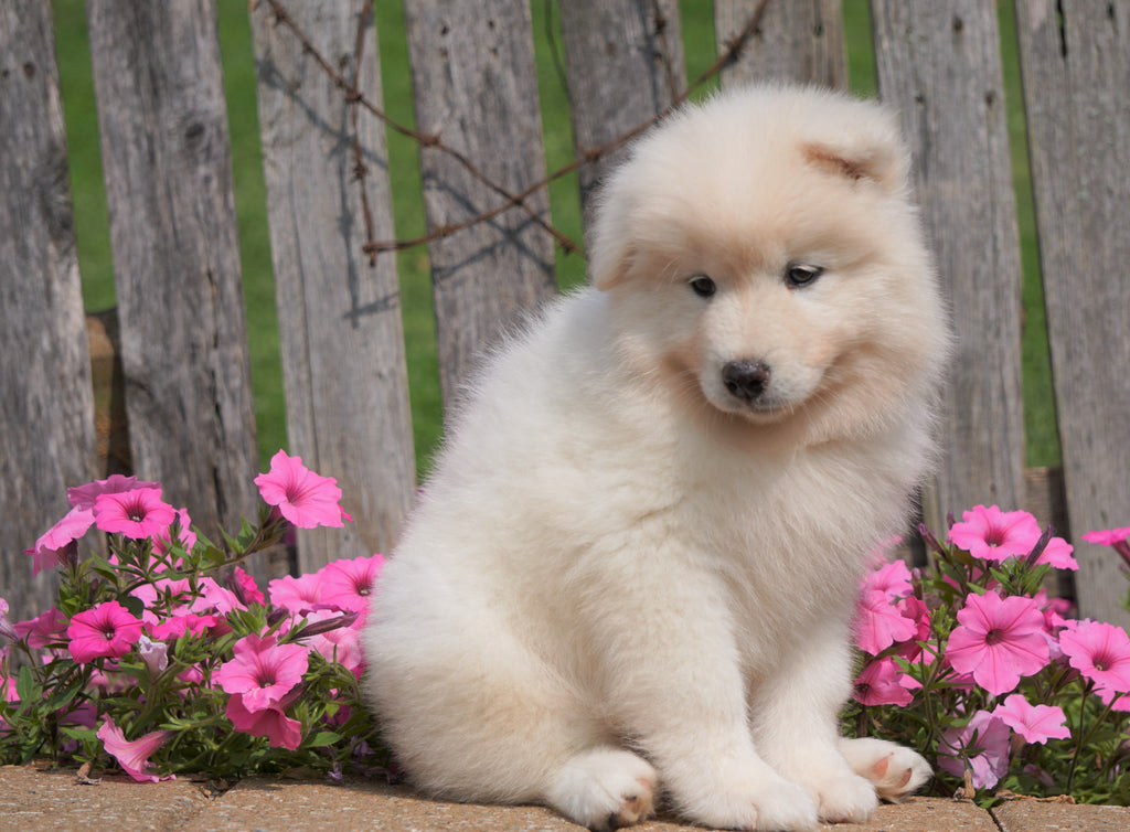 AKC Registered Samoyed Puppy For Sale Holmesville, OH Female- Sasha ...