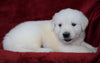 AKC Registered English Cream Golden Retriever For Sale Fredericksburg, OH Male- Miles