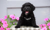 Mini Aussiedoodle For Sale Wooster, OH Male- Donnie