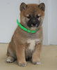 AKC Registered Shiba Inu For Sale Dundee, OH Male- Mister