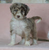 Aussiedoodle For Sale Baltic, OH Male- Alex