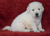 AKC Registered English Cream Golden Retriever For Sale Fredericksburg, OH Male- Hugo