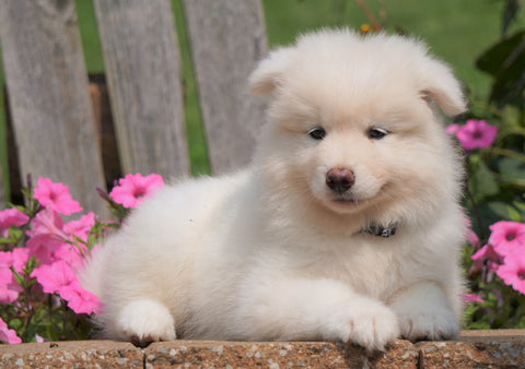 AKC Registered Samoyed Puppy For Sale Holmesville, OH Female- Samantha