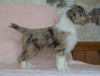 Aussiedoodle For Sale Baltic, OH Male- Alex