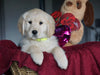 AKC Registered Golden Retrievers For Sale Shreve, OH Female - Gina