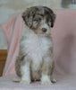 Aussiedoodle For Sale Baltic, OH Male- Alex